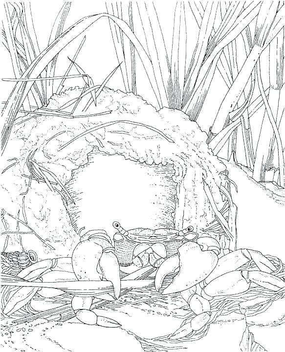 583x720 Ocean Coloring Pages