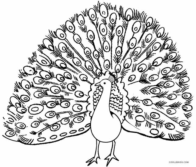 644x550 Printable Peacock Coloring Pages For Kids Cool2bkids