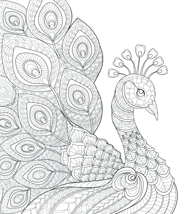 618x706 Peacock Pictures Coloring Pages Vanda