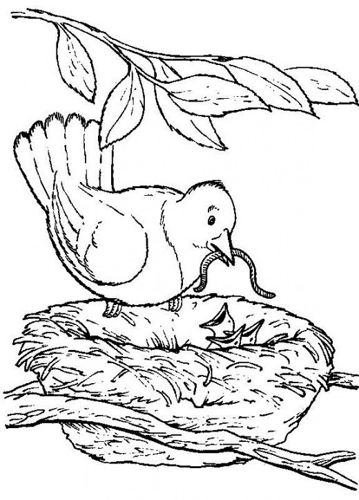 520x723 Backyard Animals And Nature Stunning Coloring Books For Seniors
