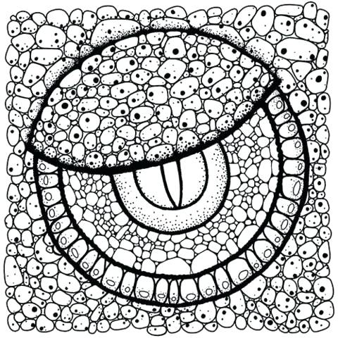 480x480 Markers Coloring Pages Coffee Coloring Page Coloring Coffee Adult