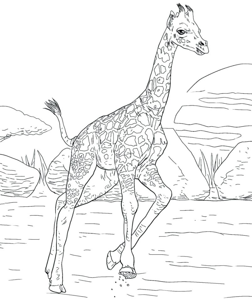804x960 Coloring Pages For Older Kids