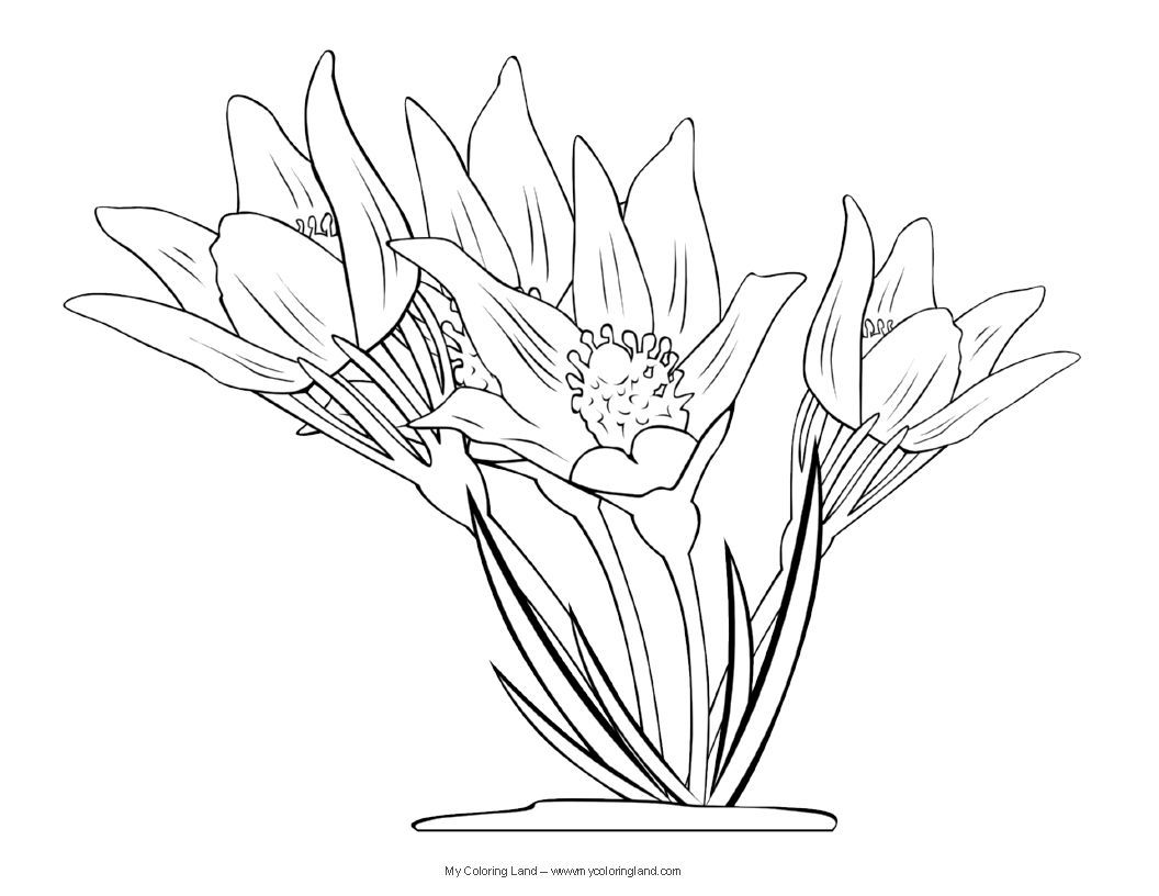 1056x816 Awesome Flower My Coloring Land Image Of Pages For Paint Program