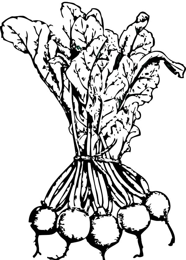 600x839 Beets For Sale Coloring Pages Best Place To Color