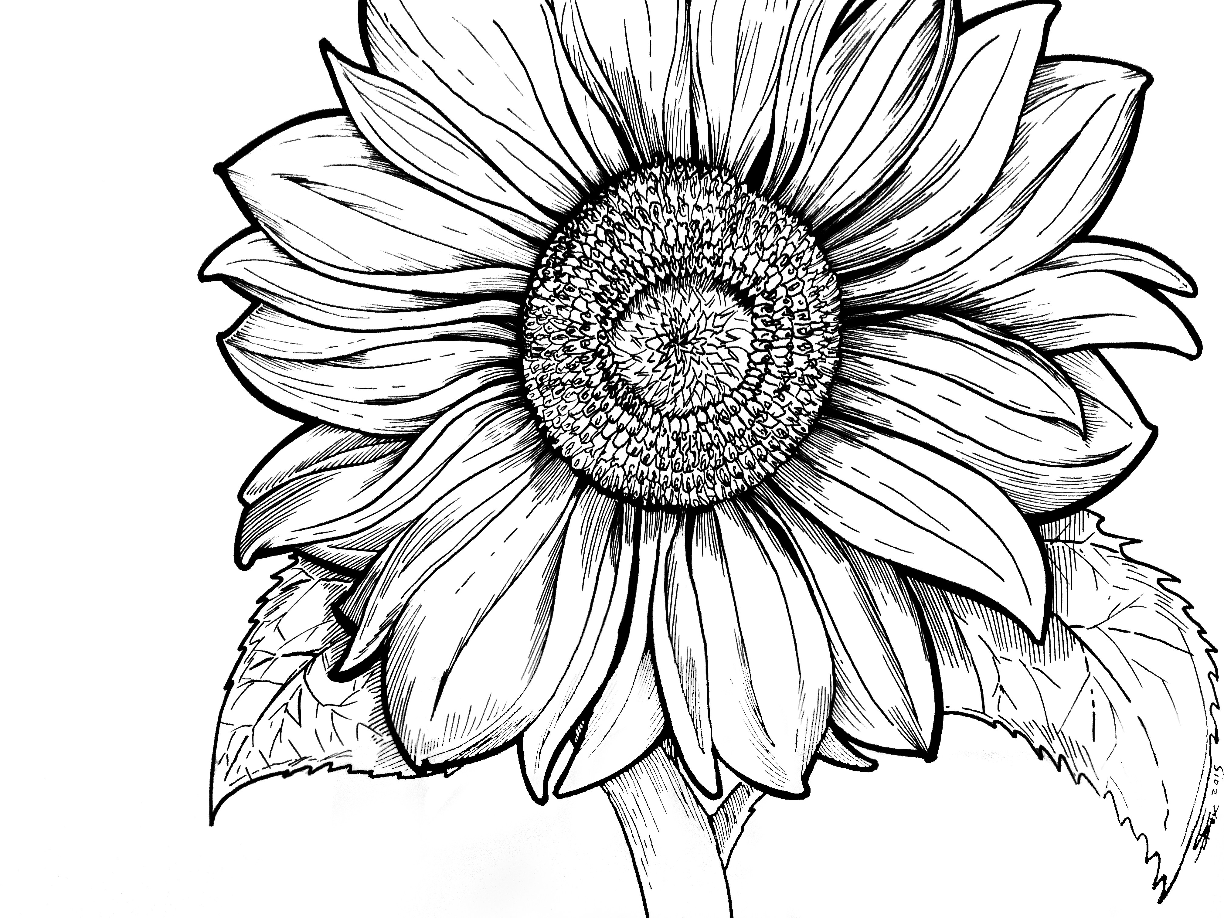 4032x3024 Natural Whimsy A Hand Drawn Coloring Book By Stephen Fox Fox