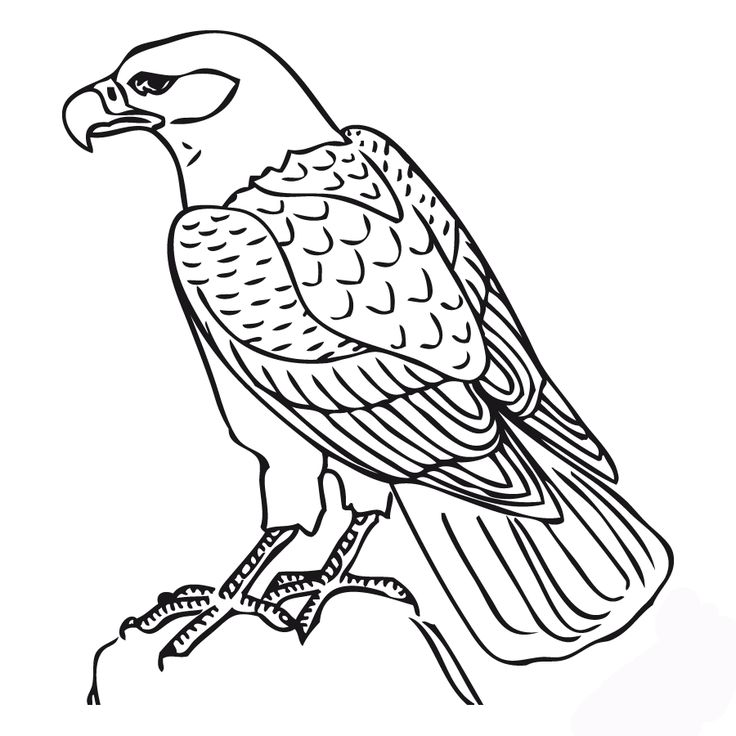 Coloring Pages Hawk