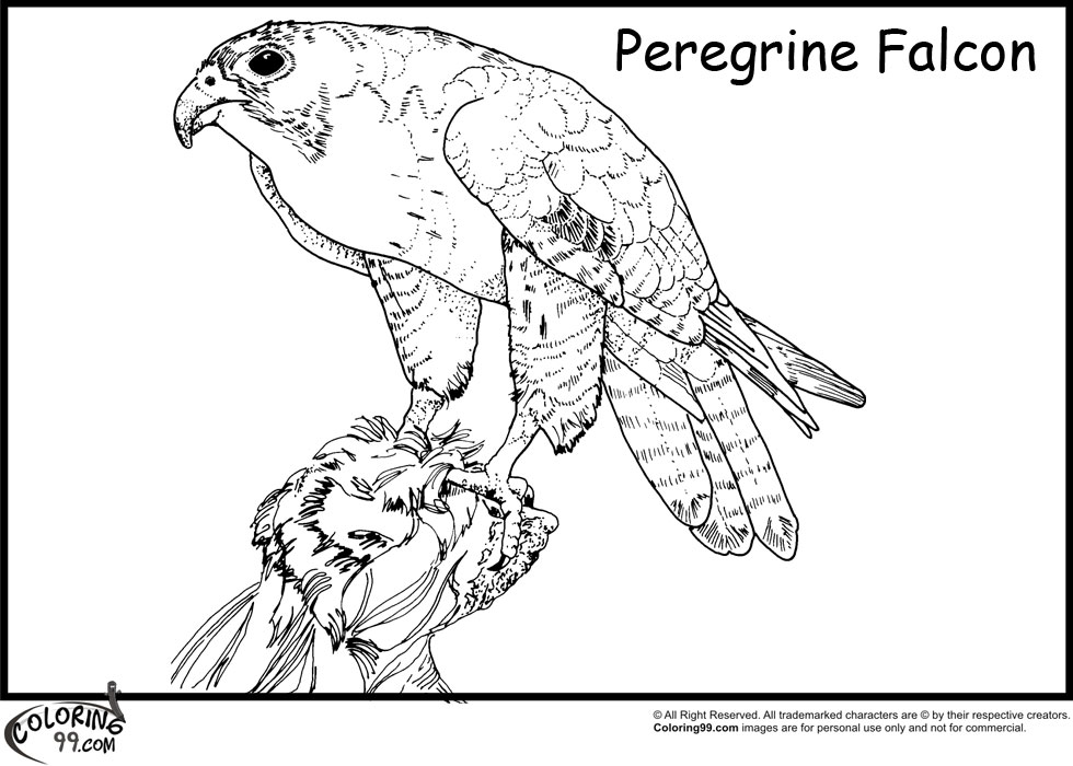 980x700 Hawk Coloring Pages Team Colors