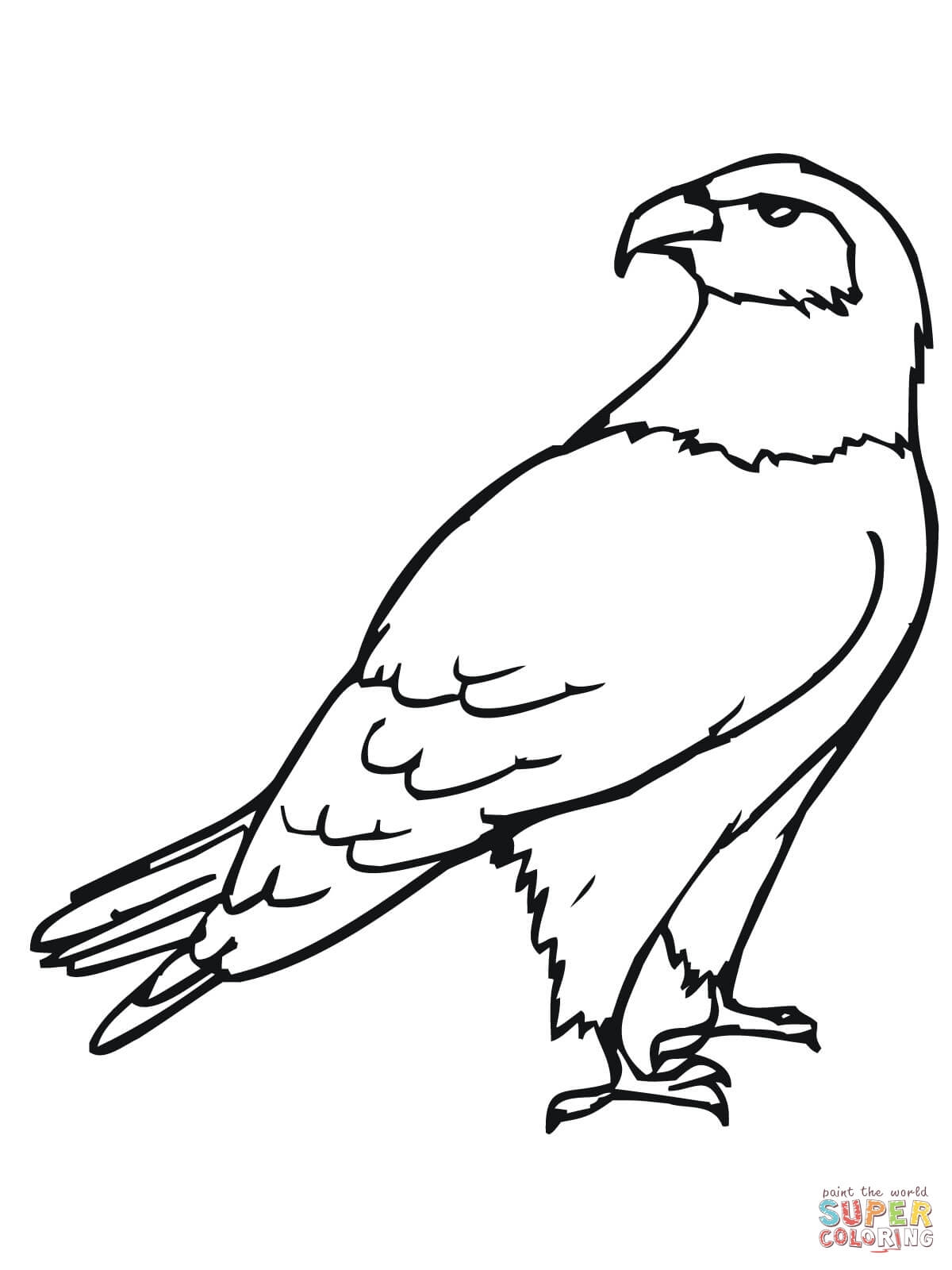 1200x1600 20 Hawk Coloring Pages Images Free Coloring Pages