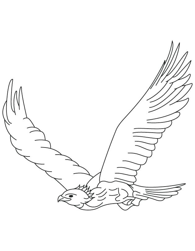 630x810 Hawk Drawing Step By Step At Free For Personal Use Eagle Red Tail