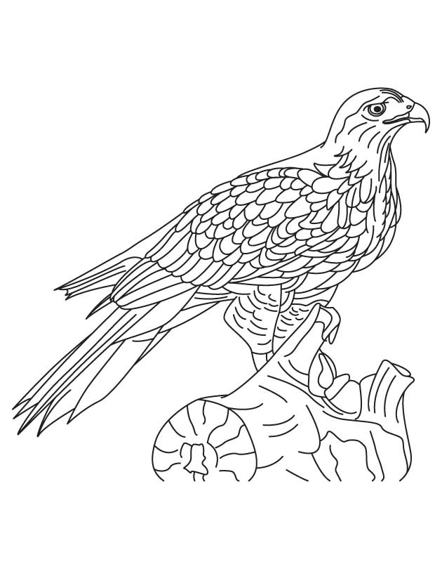 630x810 Hawk Coloring Pages To Download And Print For Free