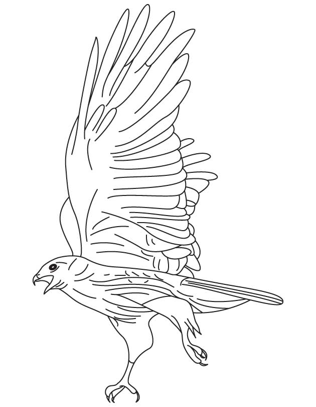 630x810 Black Hawk Coloring Pages Page Image Clipart Images