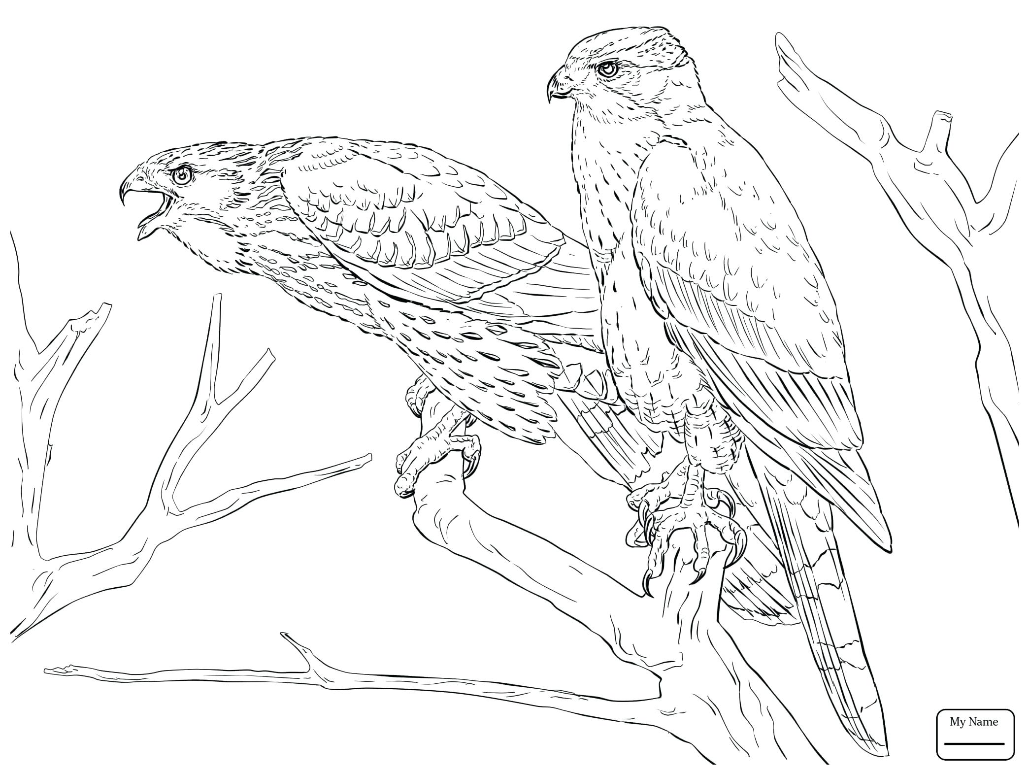 2089x1567 Falcon Fantastic Bird Coloring Pages Thanksgiving Preschool Red