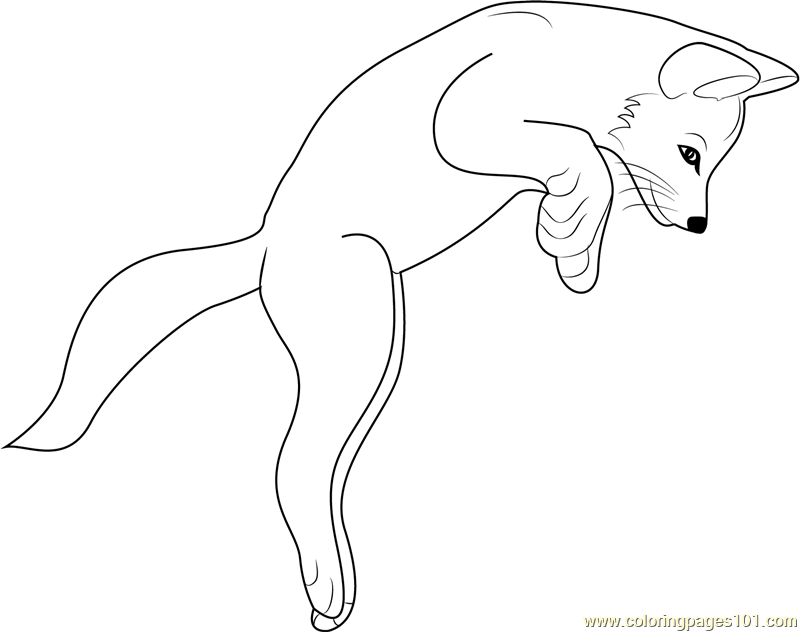 800x632 Fox Jumping Coloring Page