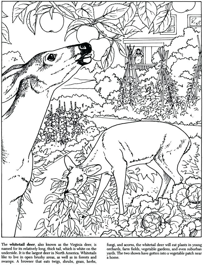 650x852 Coloring Pages Nature Scenes Nature Scenes Coloring Pages August