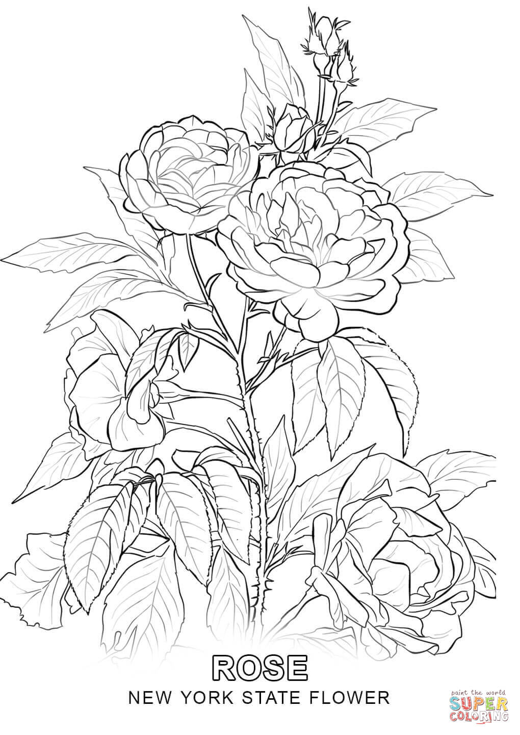 1020x1440 New York State Flower Coloring Page Newyork