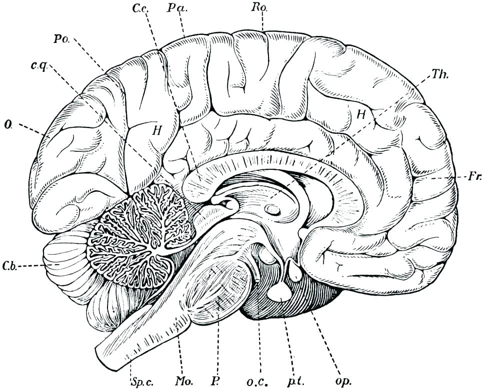 970x781 Brain Coloring Pages Good Human Brain Coloring Book Brainpop