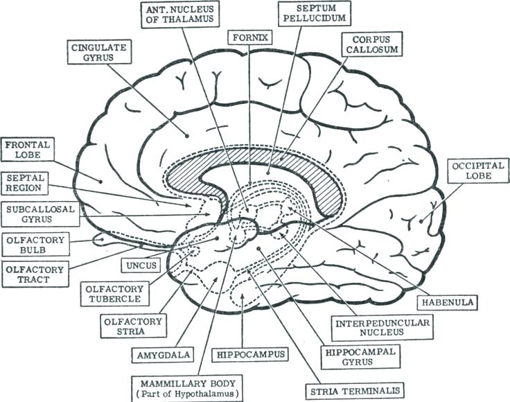 736x580 Fine Brain Coloring Book Gallery