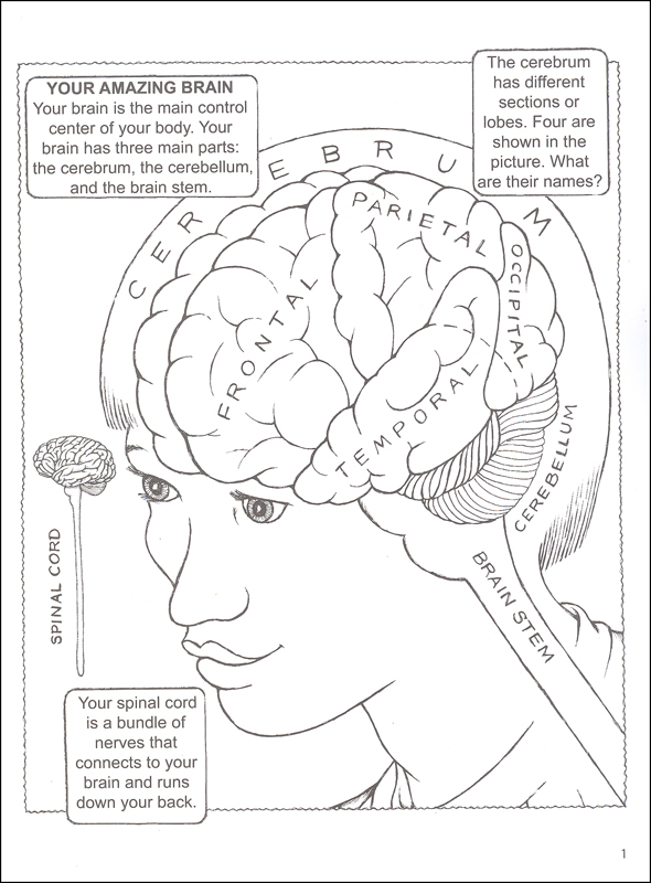 590x800 Neuroanatomy Coloring Ideal Human Brain Coloring Book