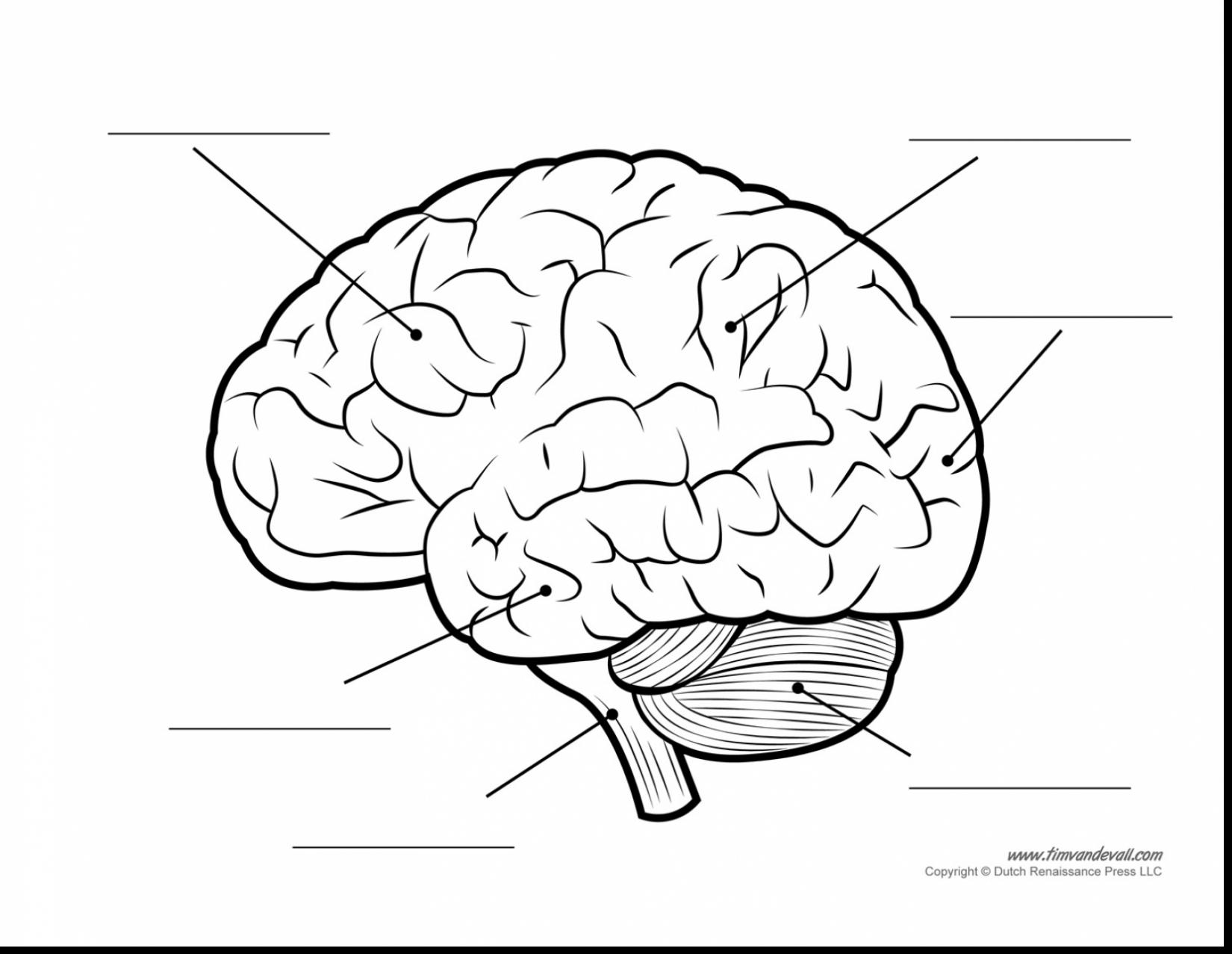 1650x1277 Brain Color Page Coloring Pages Brain Coloring Page Coloring Pages