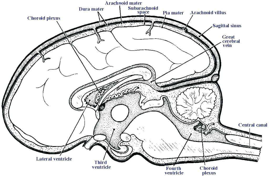 1024x671 Brain Coloring Page Brain Coloring Pages Brain Coloring Book Also