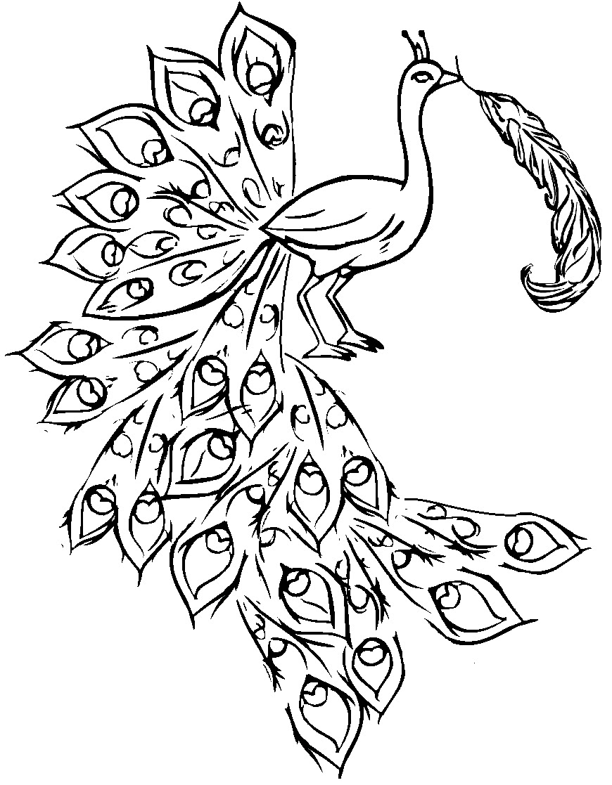 870x1117 Peacock Feather Outline Coloring Page