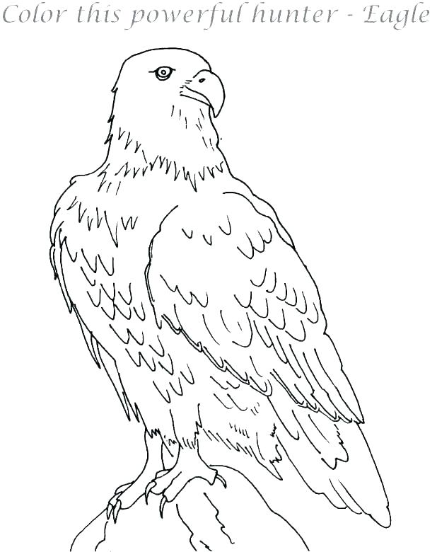 618x780 Harpy Eagle Coloring Page Harpy Eagle Coloring Page Bald Eagle