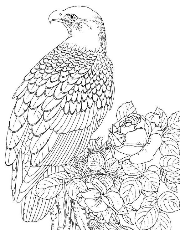 575x735 3d Coloring Pages For Adults Of An Eagle Resting Online