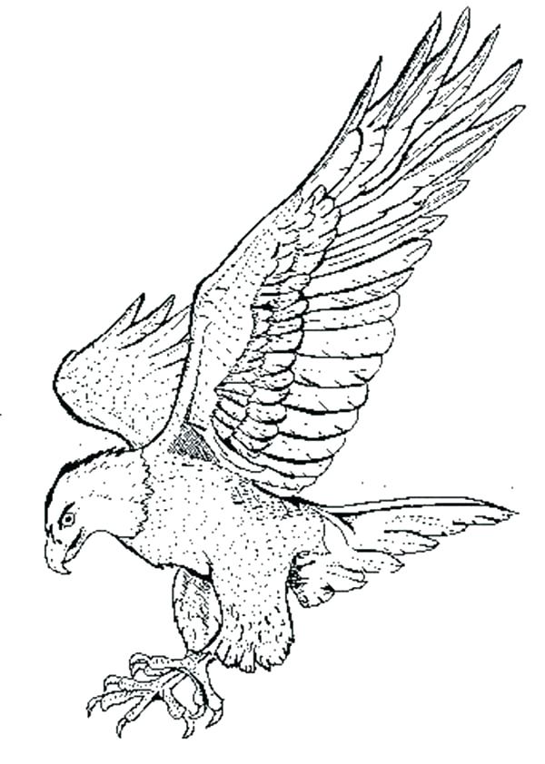 600x842 Bald Eagle Coloring Pages
