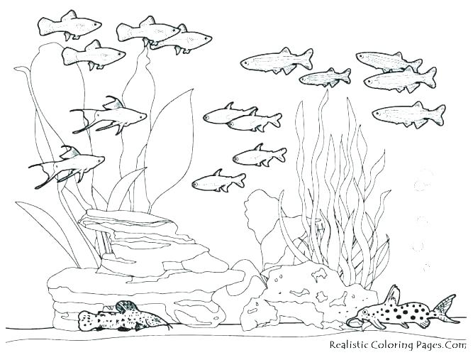 667x500 Hard Animal Coloring Pages Shippa.co