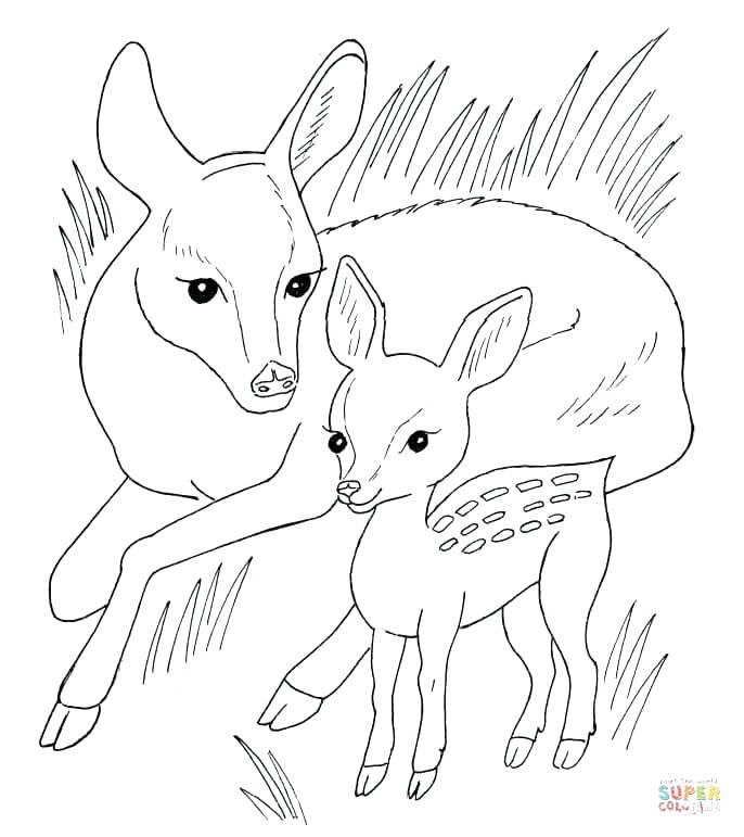 686x771 Dorable Coloring Pages Of Baby Deer Molde