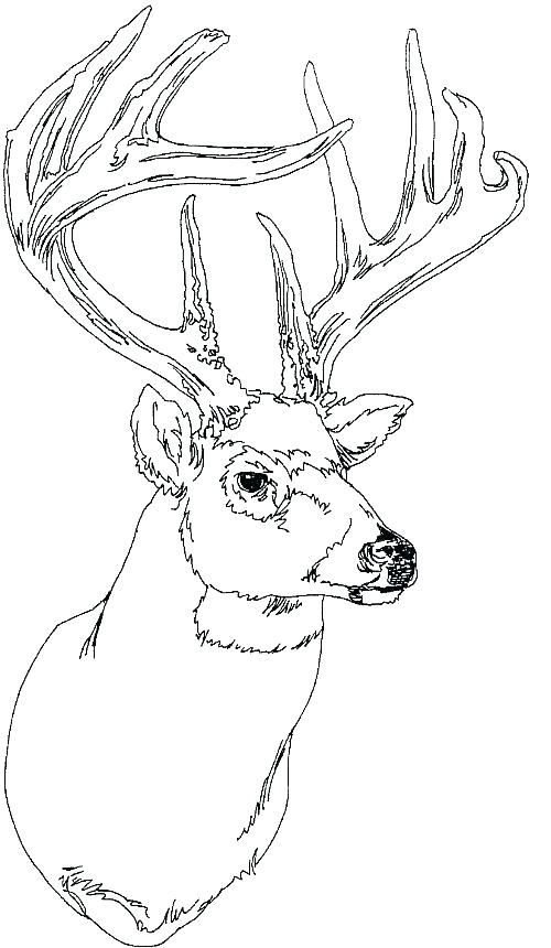 500x860 Mother And Baby Deer Coloring Pages Baby Deer Coloring Pages Cute
