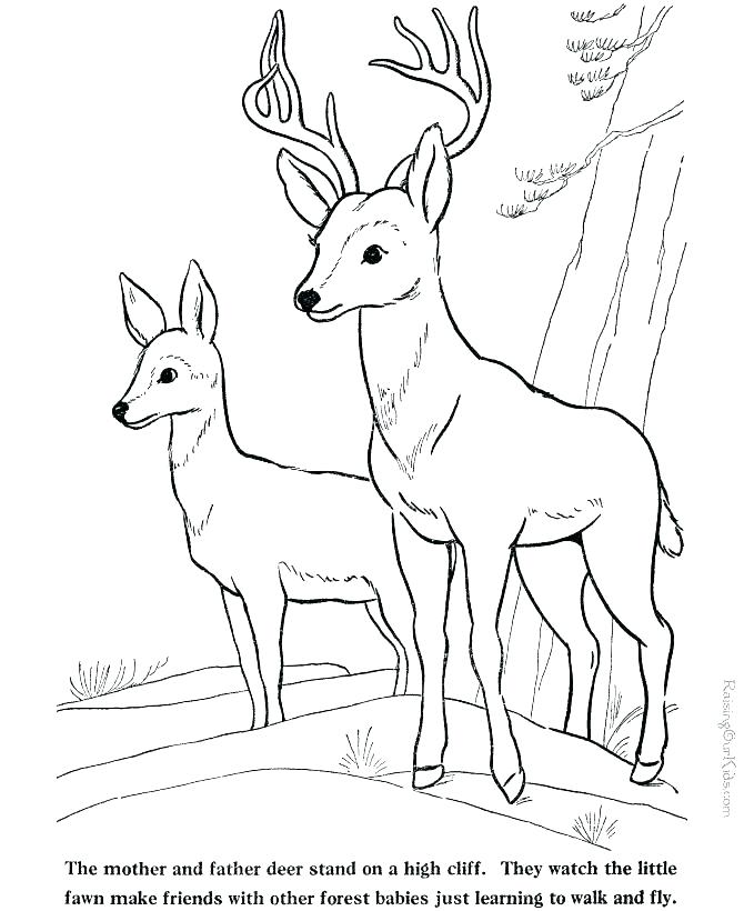 670x820 Baby Deer Coloring Pages