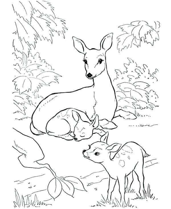 600x734 Baby Deer Coloring Pages Impair.co