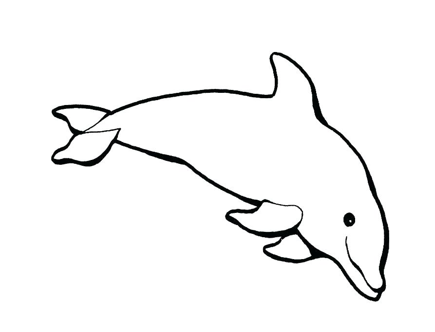 893x683 Coloring Pagesdolphin