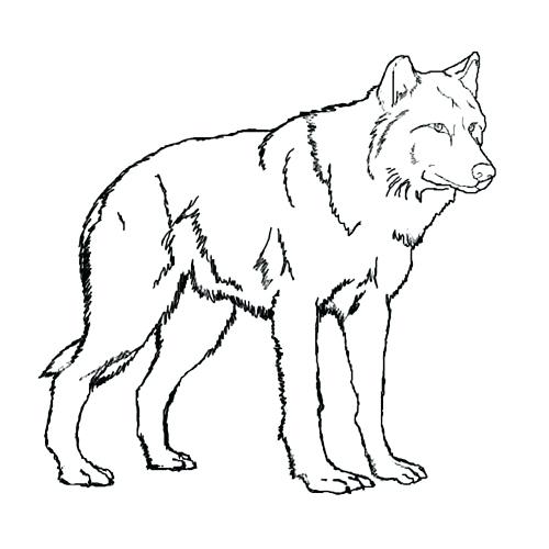 500x500 Baby Wolf Coloring Pages Printable Wolves Me