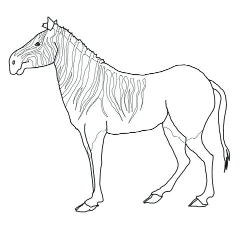 480x451 Zebra Coloring Page Baby Zebra Coloring Pages Baby Zebra Coloring