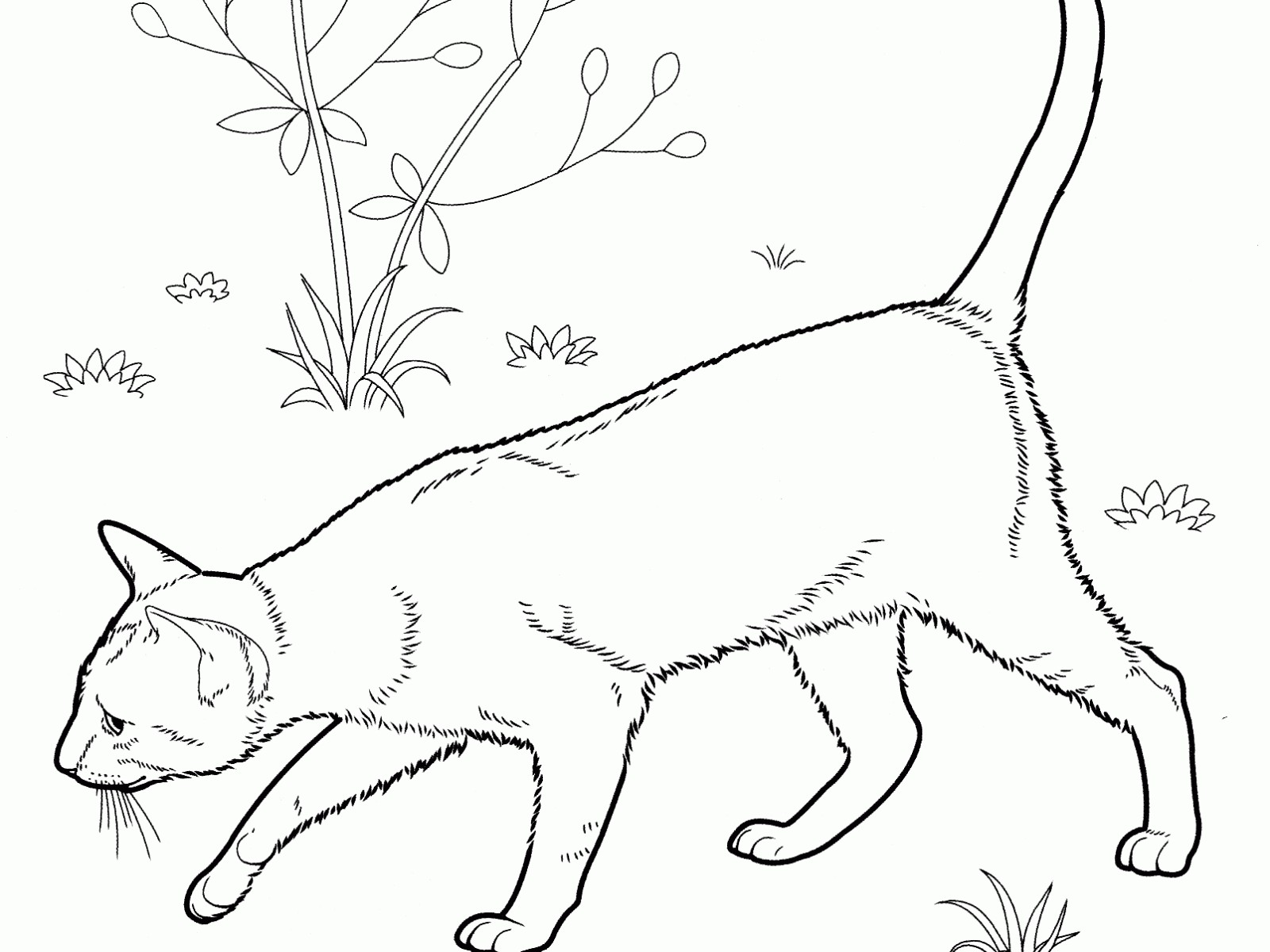 1600x1200 Mandala Coloring Pages Cat Copy Pusheen The Cat Coloring Pages