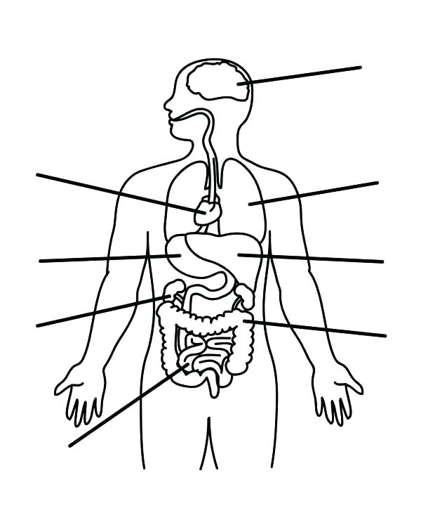 600x720 Body Coloring Body Coloring Pages Human Anatomy Coloring Pages