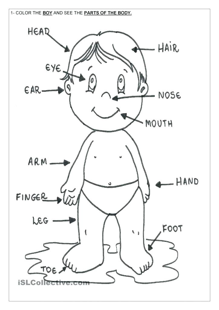 724x1024 Body Coloring Pages Body Coloring Pages Human Body Coloring Pages