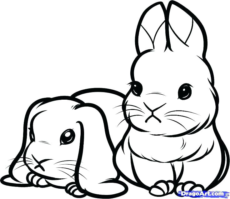736x637 Baby Rabbit Coloring Pages Rabbits Coloring Pages Cute Bunny