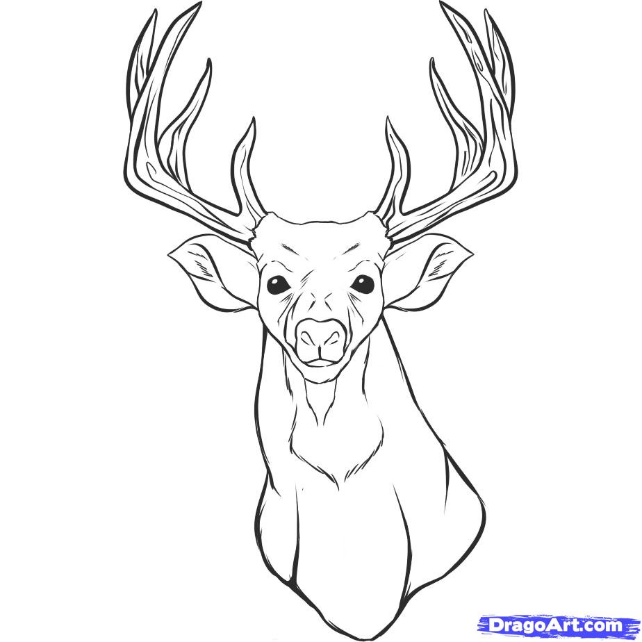 924x924 Wonderful Deer Colouring Pages Coloring Of Rib