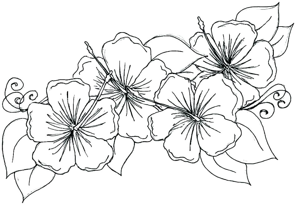 948x656 Simple Flowers Coloring Pages Vanda