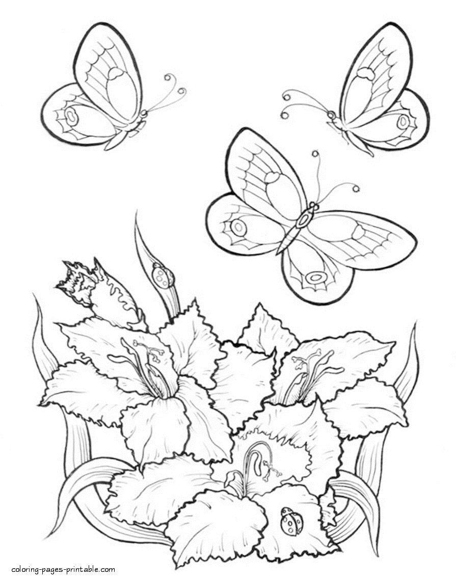 895x1139 Coloring Pages Flowers Butterflies Simple Colorings