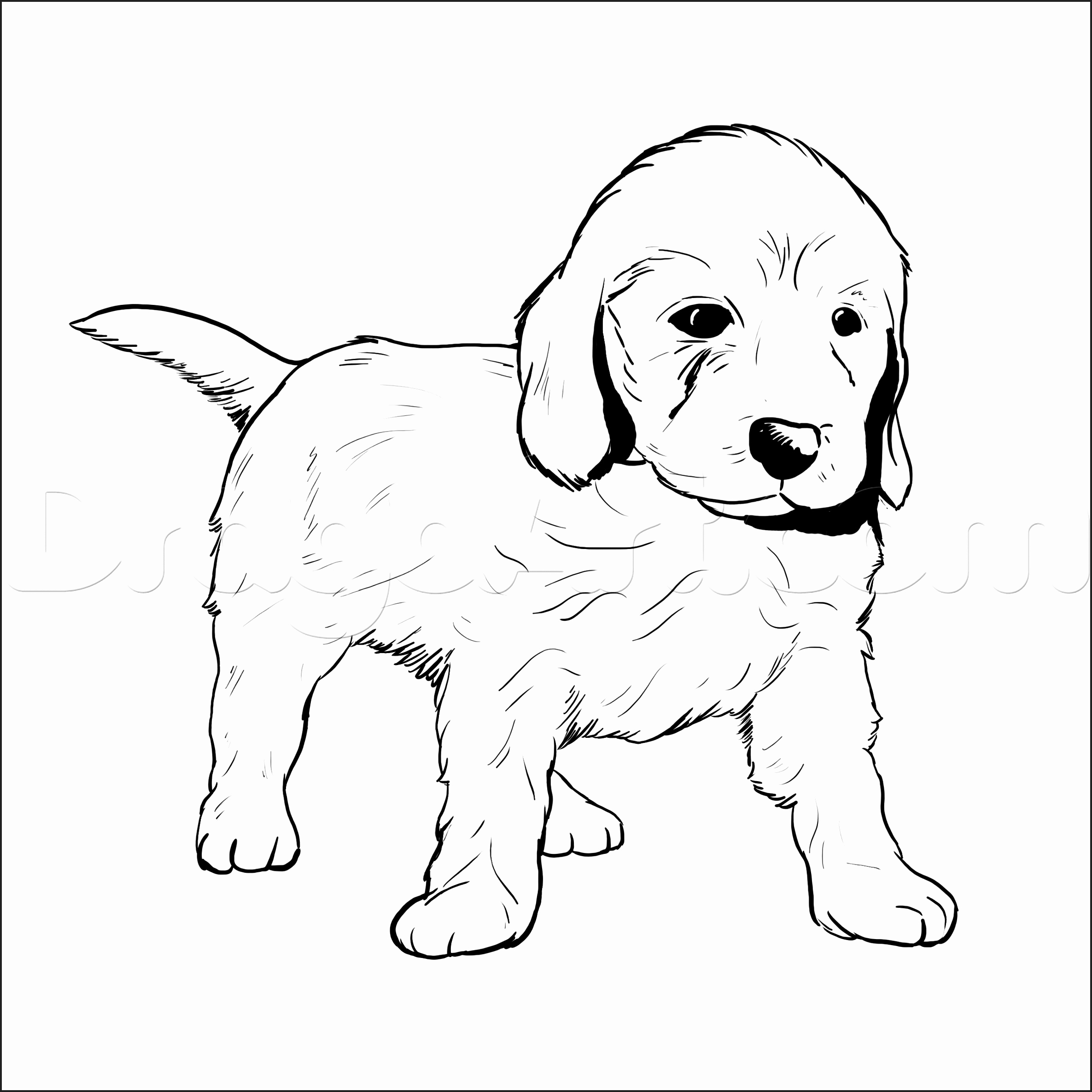 2371x2371 Golden Retriever Puppy Coloring Pages Newcoloring123