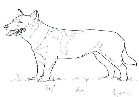 476x333 Golden Retriever Coloring Pages Boxer Puppy Coloring Pages Stock