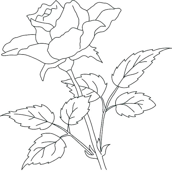 600x673 Coloring Pages Hearts And Roses Heart And Rose Coloring Pages