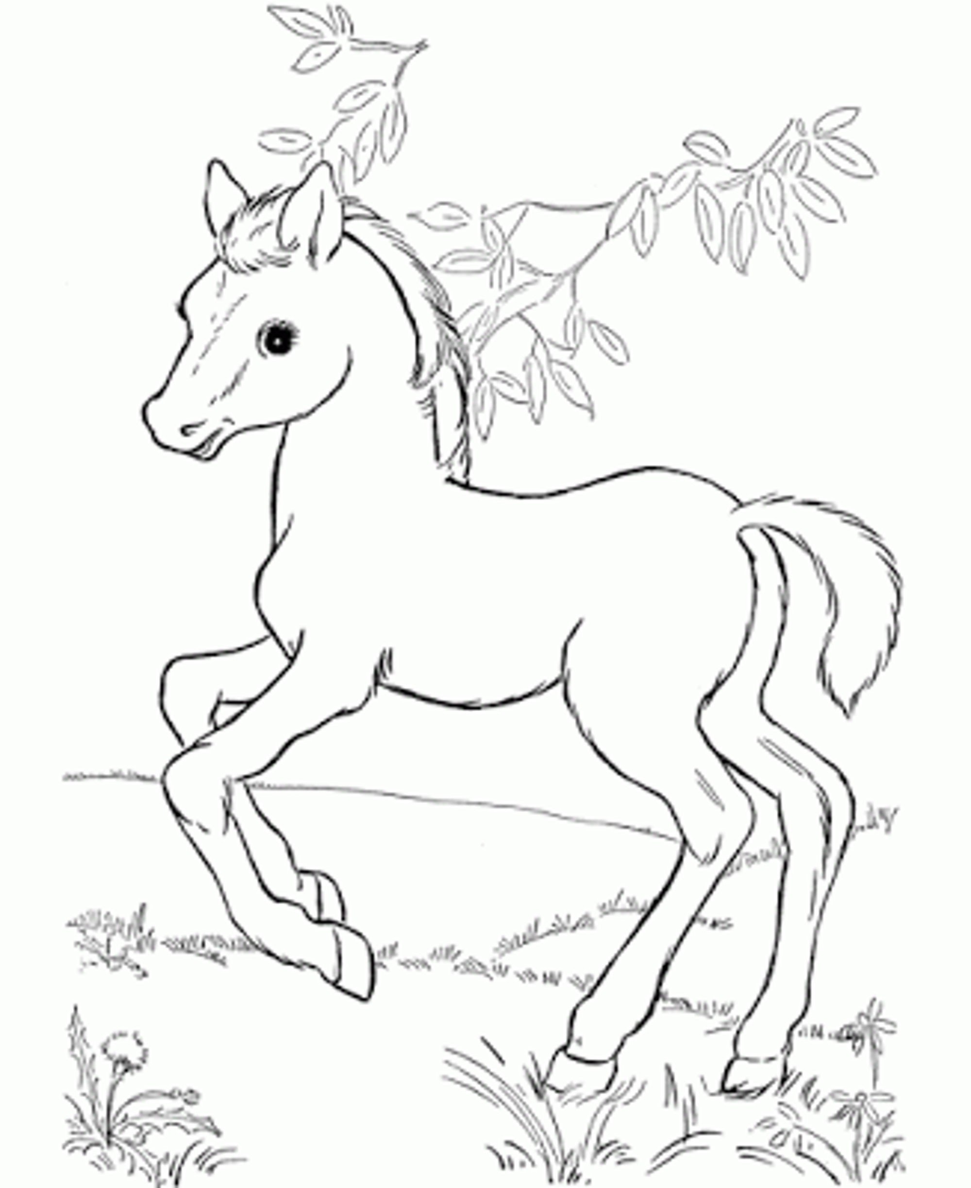 2000x2446 Coloring Pages Of Horses And Foals Fresh Horse Coloring Pages Page