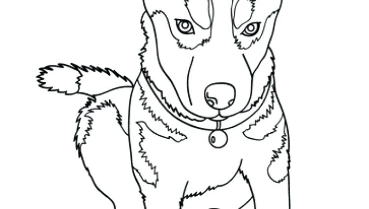 750x425 Husky Coloring Pages Coloring Pages Of Huskies Wolf Pup Coloring
