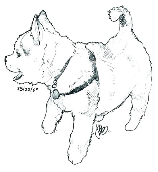 550x598 Puppy Color Pages Husky Puppy Coloring Pages Amazing Husky Puppies