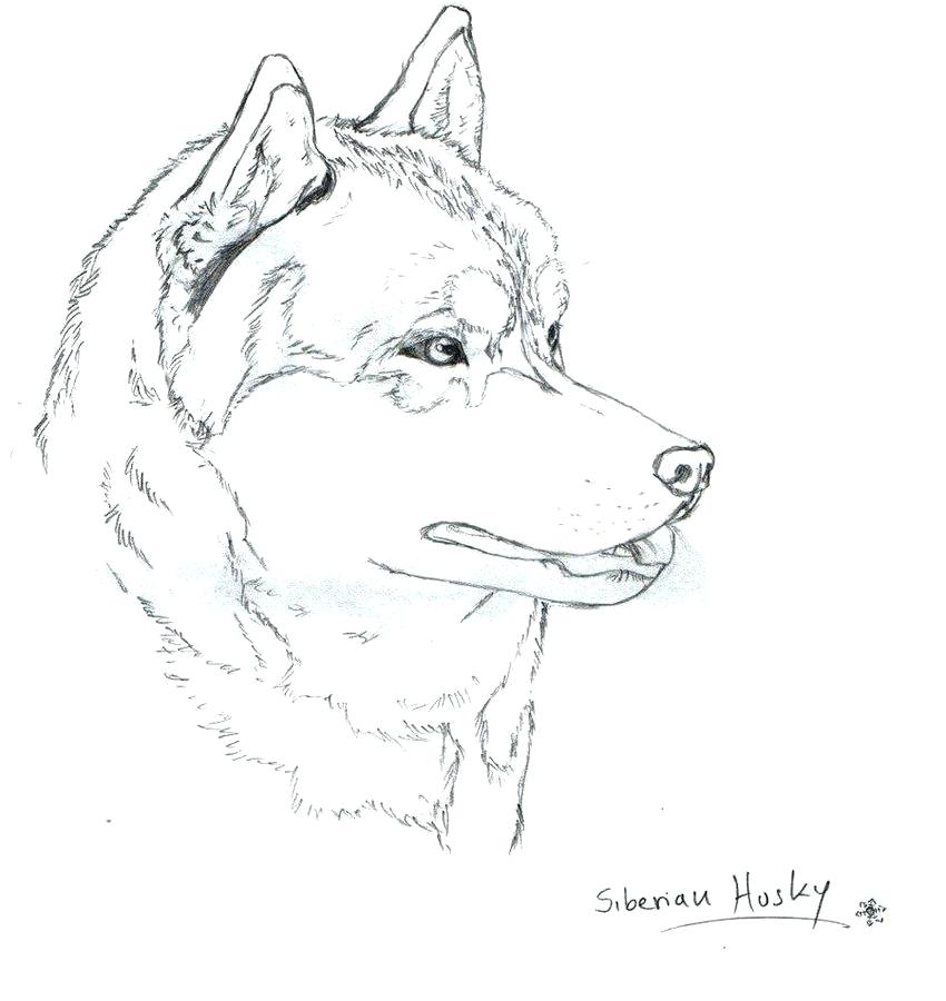 850x900 Siberian Husky Coloring Pages Amazing Husky Puppies Coloring Pages